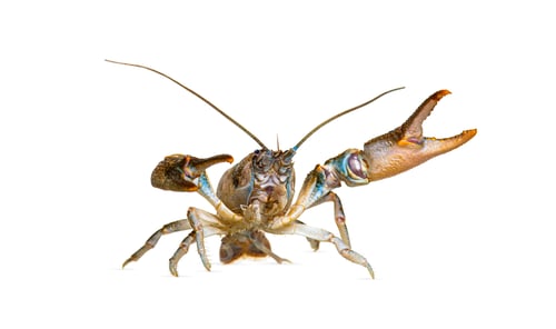 Preview: Stone crayfish, Austropotamobius torrentium, is a freshwater crayfish, isolated on white