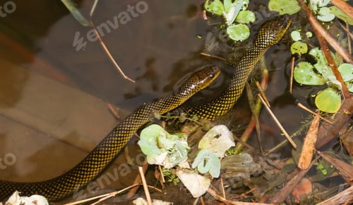 Preview: two water snakes side by side
