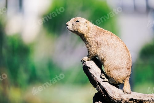 Preview: Portrait of little marmot standing on tree in nature