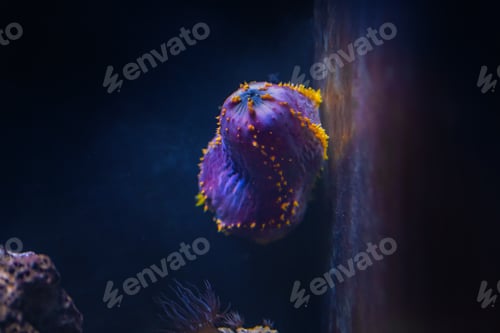 Preview: Violet Sea Apple (Pseudocolochirus violaceus)
