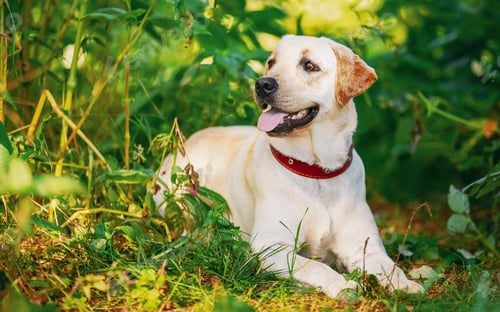 Preview: Funny pet labrador dog animal during seasonal activity. beautiful breed dog funny labrador outdoor