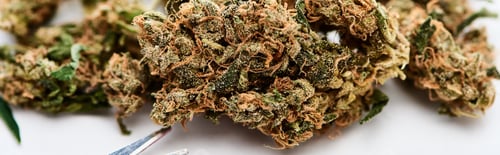 Preview: close up view of natural marijuana buds near scissors on white background, panoramic shot