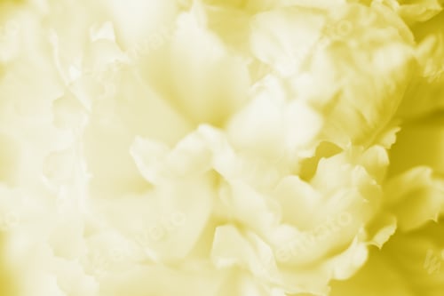 Preview: Macro blurred photo of beautiful white yellow peony.