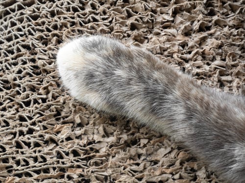Preview: Cat paw calico, tortoiseshell cat foot on floor