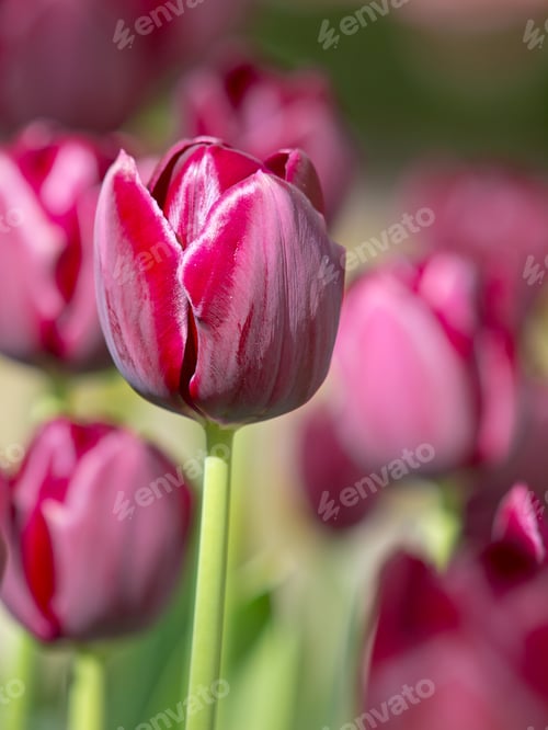 Preview: Purple blooming tulips
