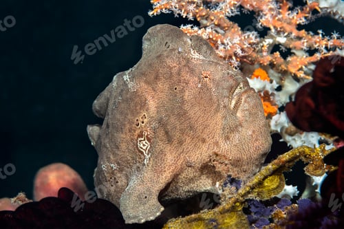 Preview: Brown Frogfish on Reef
