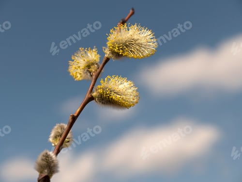 Preview: Beautiful Branches Pussy Willow Against The Blue Sky, Easter Palm Sunday Holiday.