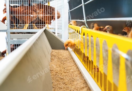 Preview: ISA Brown baby chicken and poultry chick starter feed.