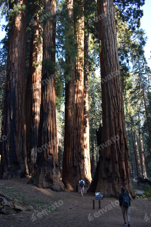 Preview: People walking among giant sequoias in Sequoia National Park, California, the USA