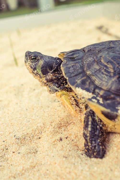 Preview: Turtle crawling on sandy ground