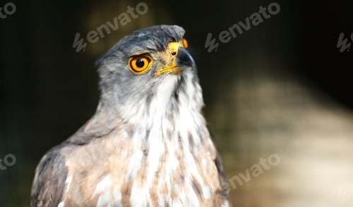 Preview: eagle