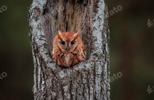 Preview: An Eastern Screech Owl at Sunrise