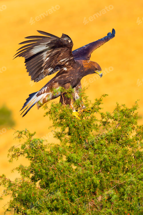 Preview: Golden Eagle, Mediterranean Forest, Spain