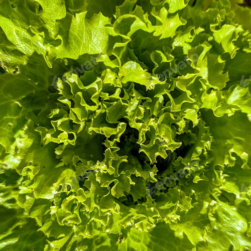 Preview: green lettuce closeup, organic veggies, salad background, healthy bio vegan and vegetarian food, hom