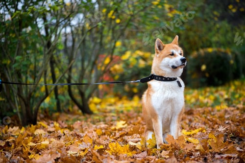 Preview: pets