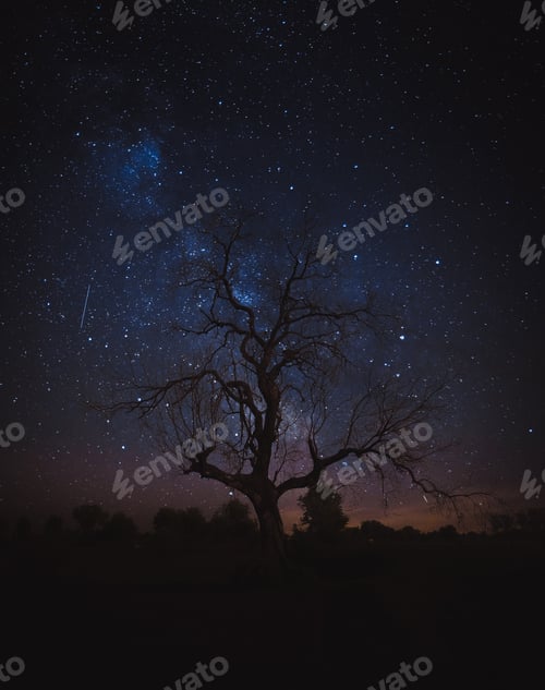 Preview: Shot of scary tree in starry night