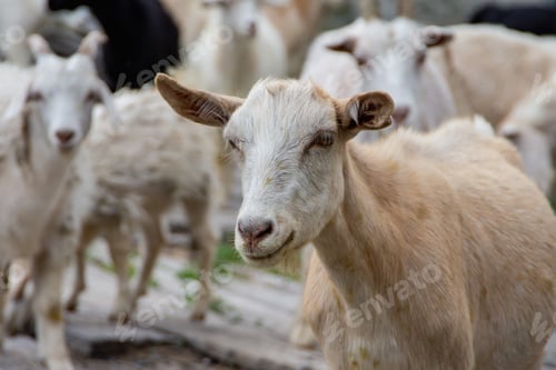 Preview: Close-up of a young goat among a herd looking into the distance