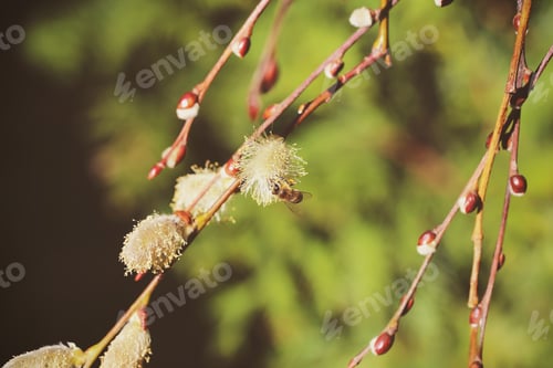 Preview: Different Plants Grow In The Park On A Sunny Day