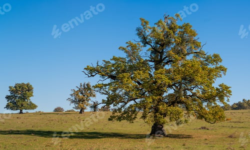 Preview: Scenic view of green trees on a grassy landscape under a clear blue sky
