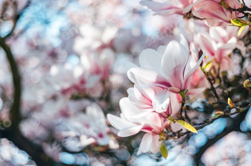 Preview: Magnolia Flowers Blooming in Springtime Sunlight