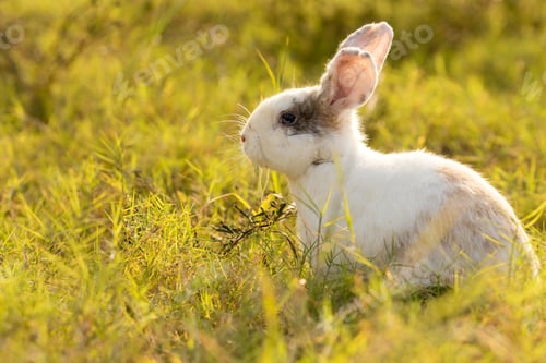 Preview: bunny Easter fluffy baby rabbit or new born rabbit.
