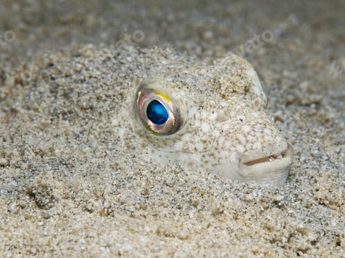 Preview: Baby puffer fish