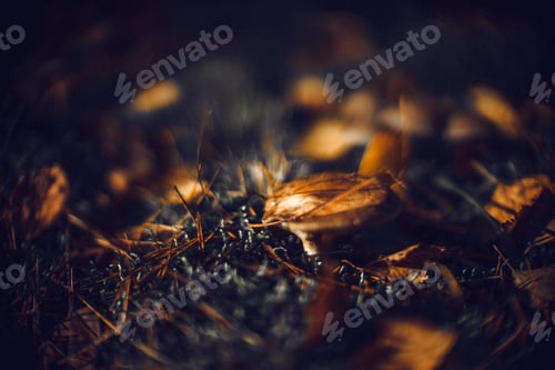 Preview: Closeup shot of dried fallen leaves and mushrooms on grass