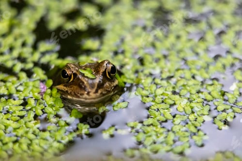 Preview: a small frog looks like he is floating in the green water