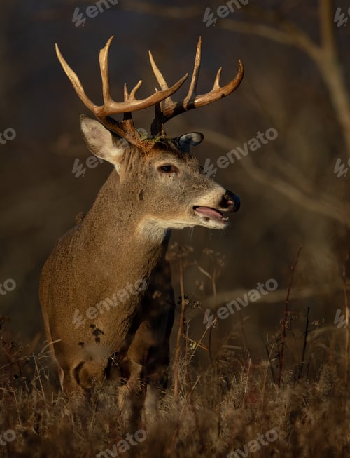 Preview: A White-tailed Deer Buck During the Rut Season
