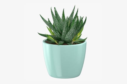 Preview: Spotted Haworthia Succulent in Teal Pot