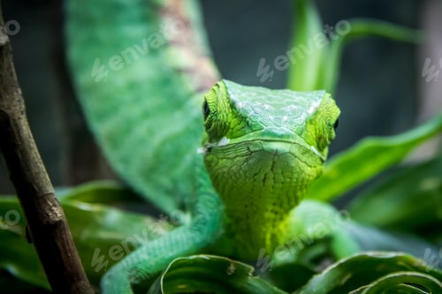 Preview: Green Lizard - Berthold's Bush Anole (Polychrus gutturosus)