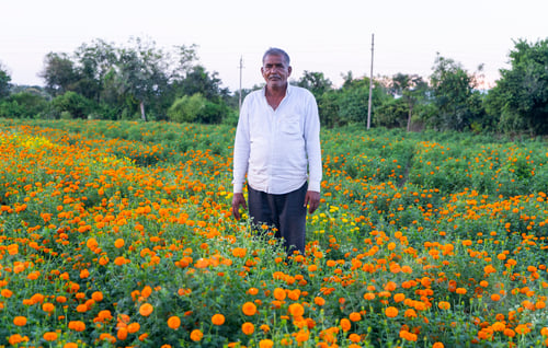 Preview: Indian farmer in marigold flower field.