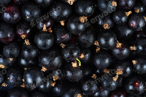 Preview: Black currant background