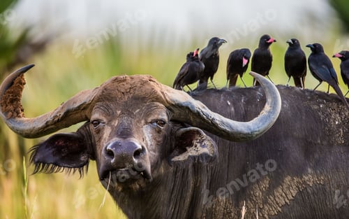 Preview: Buffalo carrying black birds at it's back with blurry field background