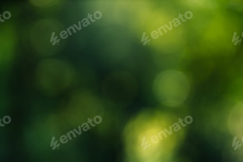 Visualização: Fundo verde azul de árvores e folhas com luz