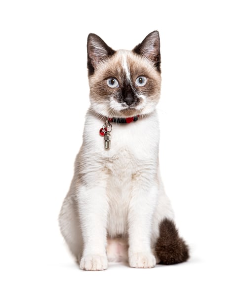 Preview: Crossbreed cat wearing a capsule collar tube for identification