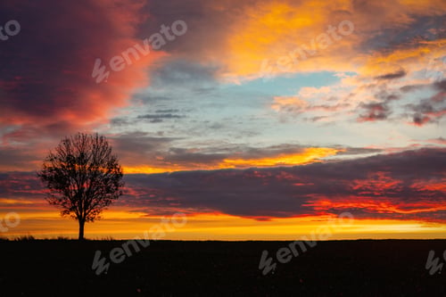 Preview: dawn over a field and lonely tree in autumn, Poland