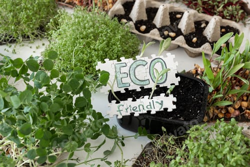 Preview: Germination of microgreens. Germination of seeds at home.