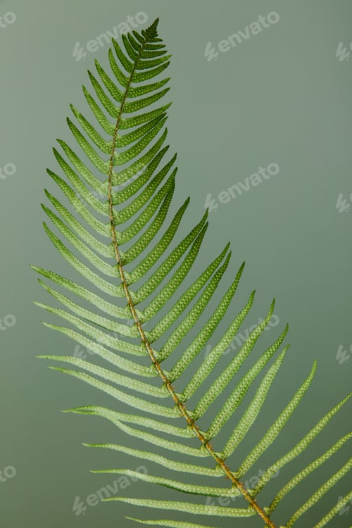 Preview: Close up, studio shot of a sword fern frond, Polystichum munitum, the western sword fern