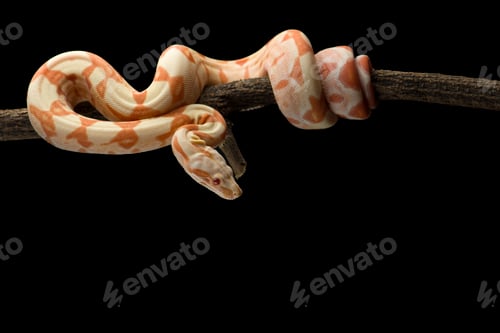Preview: Snake red-tailed boa hanging on a branch isolated on black background