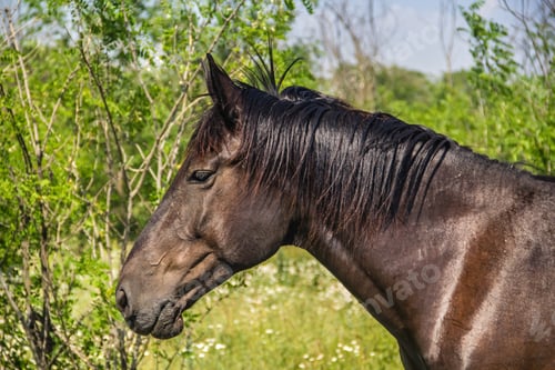Preview: Horse on pastures close-up, country summer landscape