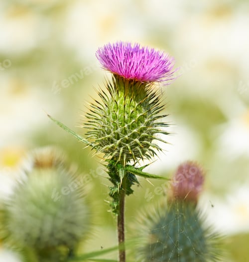 Preview: Pink thistle flower