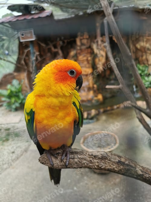 Preview: Vertical shot of a beautiful colorful parrot parakeet on the tree branch