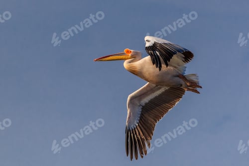 Preview: white pelican in Danube Delta, Romania