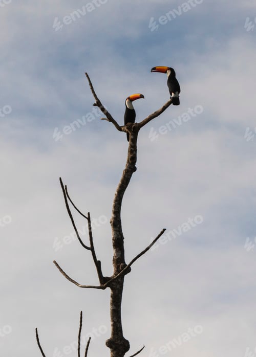 Preview: Toucans