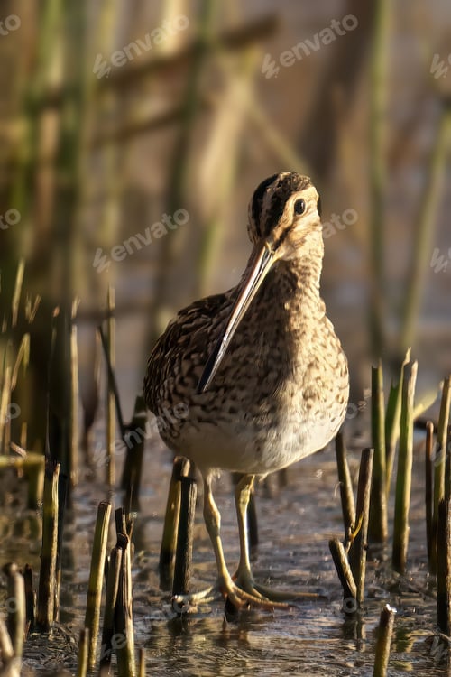 Preview: A closeup shot of a Common Snipe