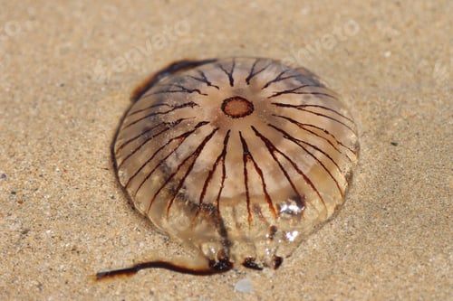Preview: Closeup shot of a Chrysaora hysoscella animal on the sand under sunlight