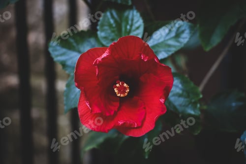 Preview: Closeup of red Hibiscus flower with lush green leaves