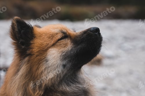 Preview: Cute dog sitting on stony ground