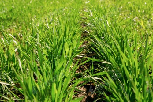 Preview: spring green field